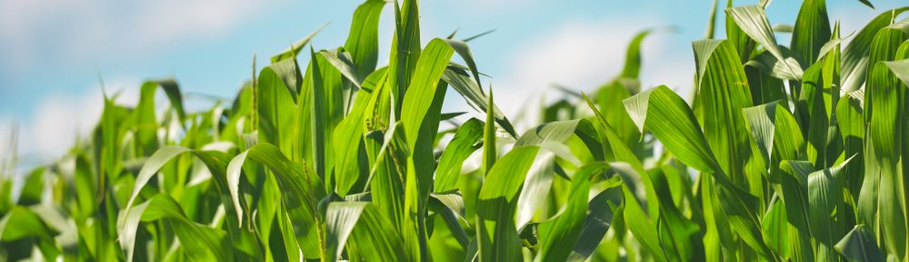 Corn Background